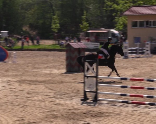 Reitturnier Lgl.-Oberhain, B95 2021
