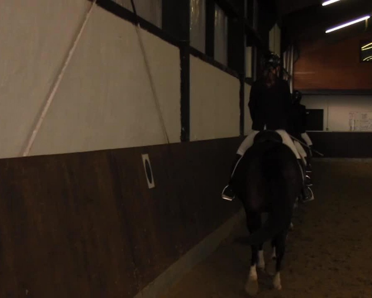 Chovná klisna Benny (Hannoverský, 1987, od Bolero)