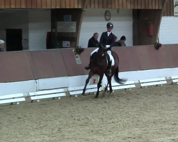dressage horse Hellinger (Trakehner, 2007, from Oliver Twist)