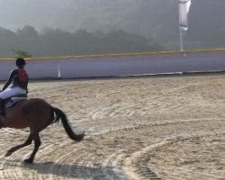 jumper Maxim 58 (German Riding Pony, 1996, from Malteser)