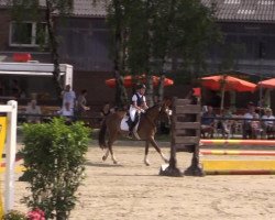 jumper Top Calino (German Riding Pony, 2007, from Classic Dancer I)
