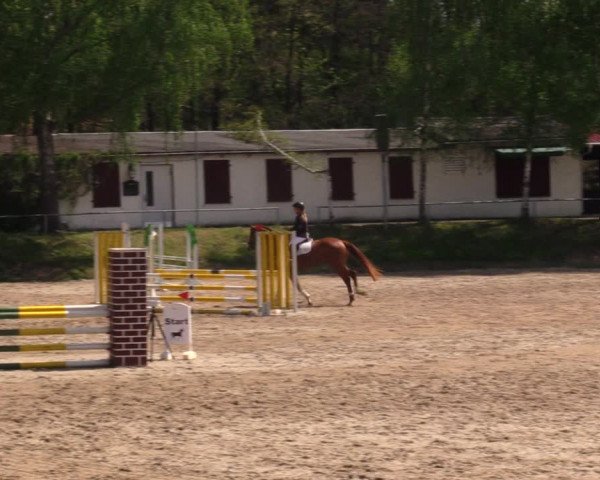 Reitturnier Lgl.-Oberhain, B95 2021