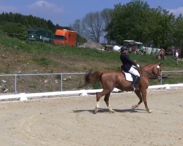 Cavallo da Dressage Rikarda 9 (Westfale, 2002, di Rockland)
