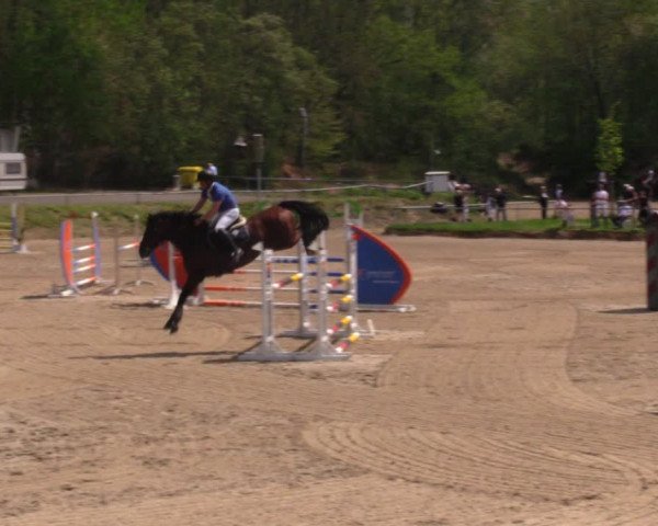 Reitturnier Lgl.-Oberhain, B95 2021