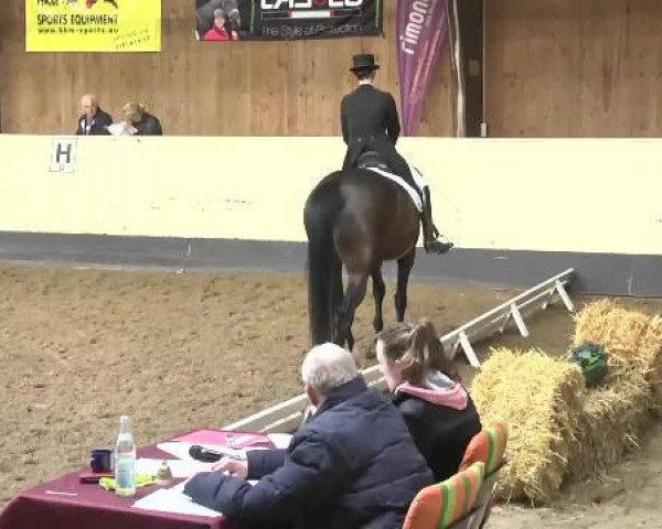 dressage horse Djamihla (Oldenburg, 2004, from Donnerball)