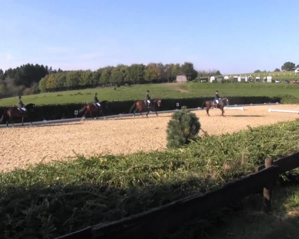 Dressurpferd Janosch T (Rheinländer, 1998, von Jacquare)