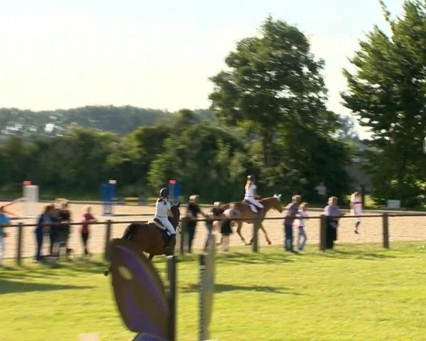 jumper Quirano (Oldenburg, 2004, from Quidam's Rubin) jumper Quirano (Oldenburg, 2004, from Quidam's Rubin)