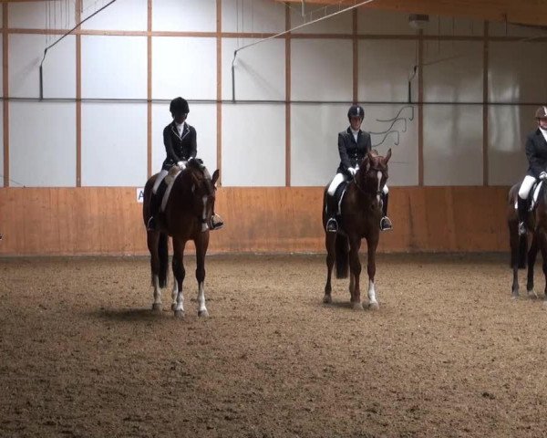 Dressurpferd Carisma 90 (Hannoveraner, 2003, von Conteur)