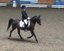 dressage horse Hannah (German Riding Pony, 2001, from Honeymoon Star)