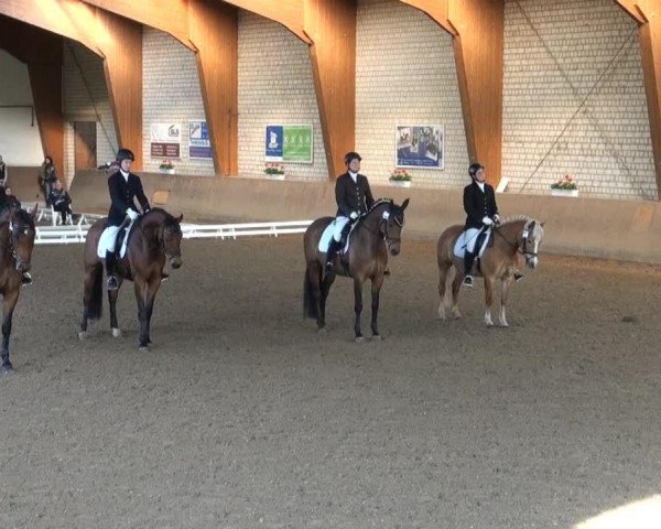 Dressurpferd Wakira 10 (Haflinger, 1997, von Winco van de Steeg)