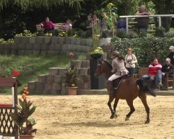 jumper Larino 106 (German Sport Horse, 2005, from Livello)