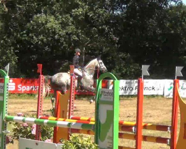 Jumper Caraldo 5 (Holsteiner, 2005, from Calato)