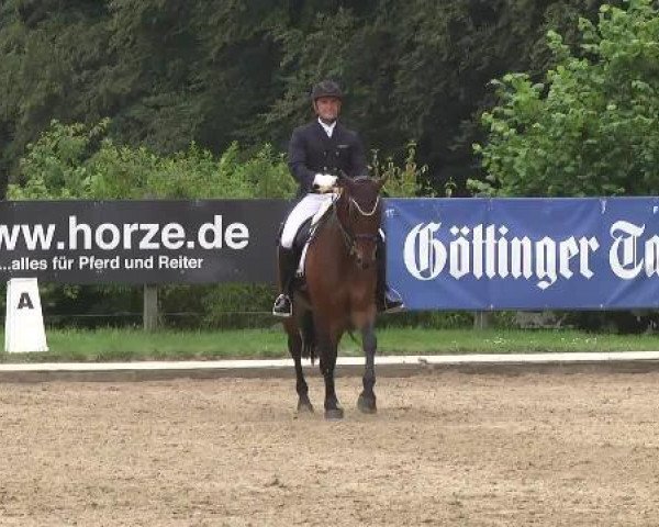 Dressurpferd Rivera 35 (Bayer, 2005, von Rivero II)