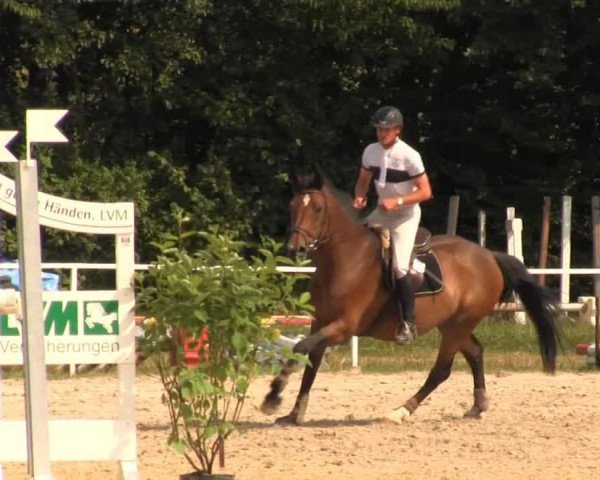 Springpferd Lantana 65 (Rheinländer, 1996, von Lancer II) Springpferd Lantana 65 (Rheinländer, 1996, von Lancer II)
