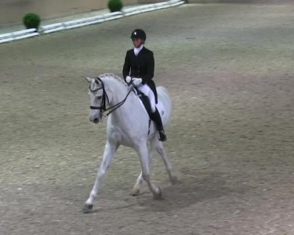 dressage horse Samurai 381 (Hessian Warmblood, 2001, from Sandro Star)