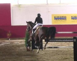 jumper Askaria (Oldenburg show jumper, 2004, from Askari)
