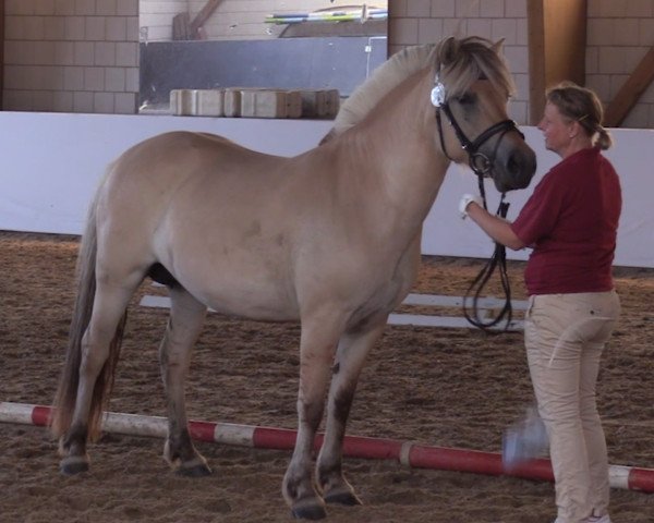 broodmare Hilda (Fjord Horse, 2013, from Damar)