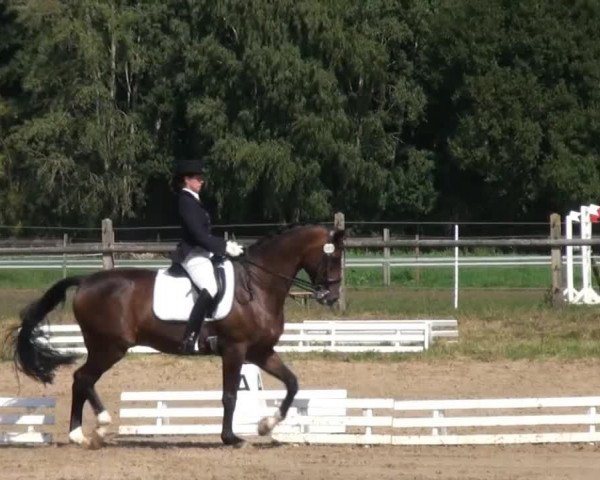 Dressurpferd Harvard Crimson (Oldenburger, 2001, von Harvard)
