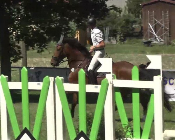 jumper Rolls Royce 21 (Oldenburg show jumper, 2005, from Carinue)