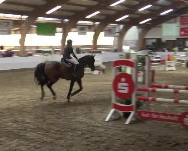 jumper Annabell (Oldenburg, 2006, from Abke 4)