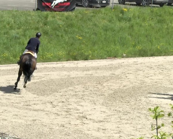 Reitturnier Schaffhausen 2021