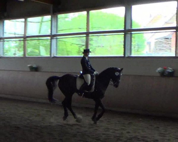 dressage horse Garfield (Trakehner, 1995, from Vivus)
