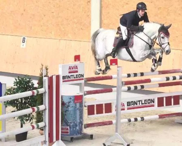 Springpferd Iquigene (Oldenburger Springpferd, 2006, von Incello)