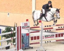 Springpferd Iquigene (Oldenburger Springpferd, 2006, von Incello)