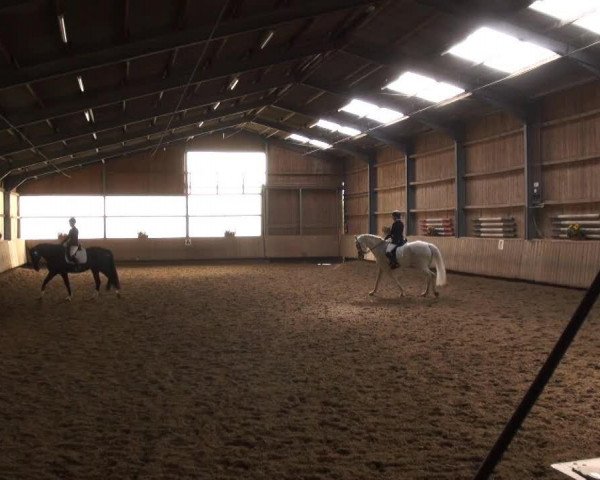 dressage horse Flamenco Z (Oldenburg, 1996, from Freedom)