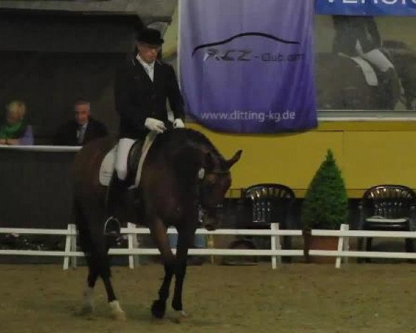 dressage horse Santander 7 (Oldenburg, 2006, from Sir Donnerhall I) dressage horse Santander 7 (Oldenburg, 2006, from Sir Donnerhall I)