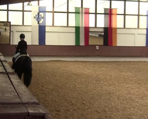 dressage horse Rocky 1378 (German Riding Pony, 2004, from Renoir)