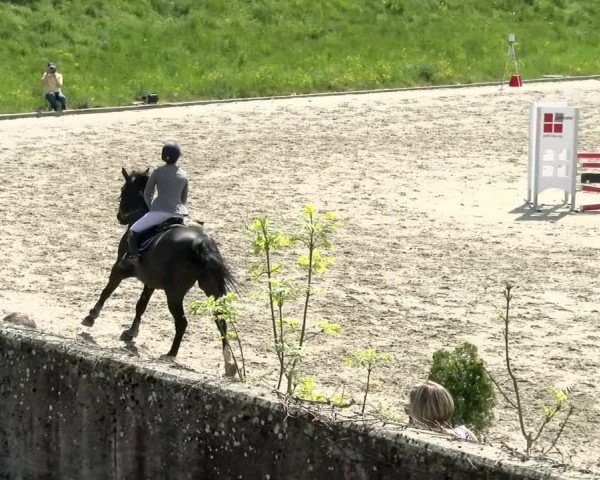 Reitturnier Schaffhausen 2021