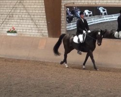 Dressurpferd Dumbledore 56 (Westfale, 2004, von Dali X)