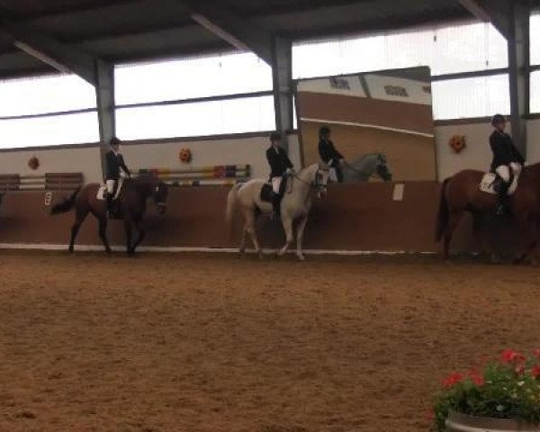 stallion Desperado 174 (Westphalian, 2003, from Dali X)