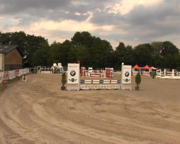 Deckhengst Roy (New-Forest-Pony, 1982, von De Ridderslag Carlo)