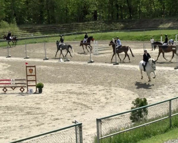 Reitturnier Schaffhausen 2021