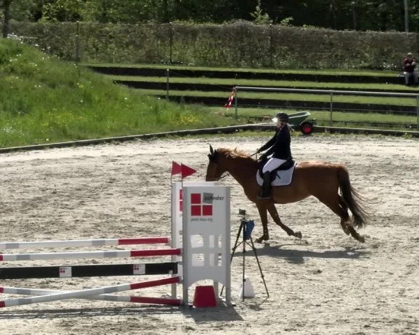 Reitturnier Schaffhausen 2021