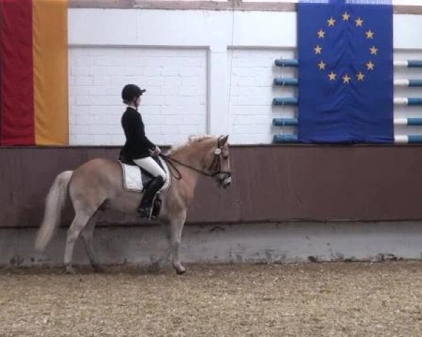 Dressurpferd Mimas (Haflinger, 1996, von Mythos (3,125% ox))