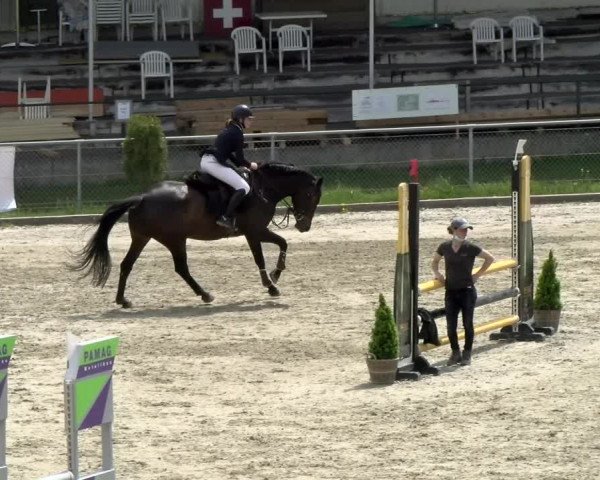 Reitturnier Schaffhausen 2021