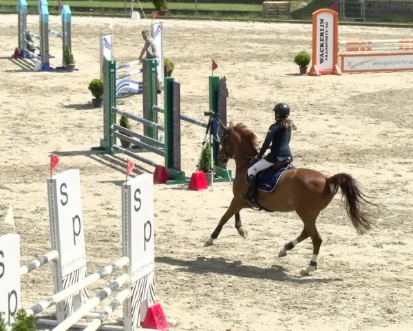 Reitturnier Schaffhausen 2021