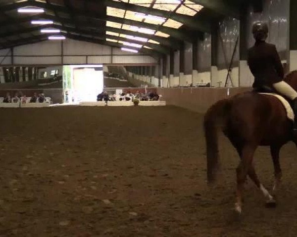 Dressurpferd Gentlemen's go for Gold (Deutsches Reitpony, 2006, von Top Grissue)