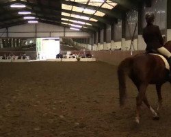 dressage horse Gentlemen's go for Gold (German Riding Pony, 2006, from Top Grissue)