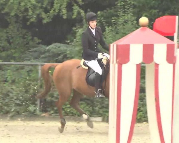 jumper Bjirmen's Lucky (Nederlands Welsh Ridepony, 1997, from Bjirmen's Falco) jumper Bjirmen's Lucky (Nederlands Welsh Ridepony, 1997, from Bjirmen's Falco)