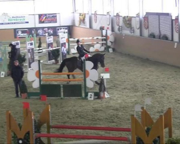 jumper Constantin G.D. (Westphalian, 2004, from Charisma)