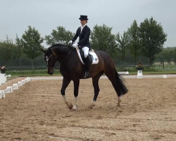 Dressurpferd Royalton K (Hannoveraner, 2005, von Rotspon) Dressurpferd Royalton K (Hannoveraner, 2005, von Rotspon)
