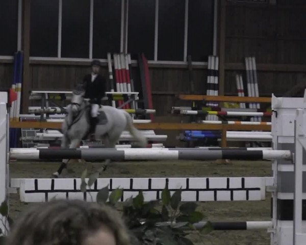 broodmare Loreana (Holsteiner, 2000, from Lorentin I)