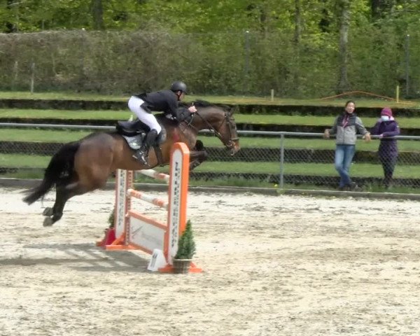 Reitturnier Schaffhausen 2021
