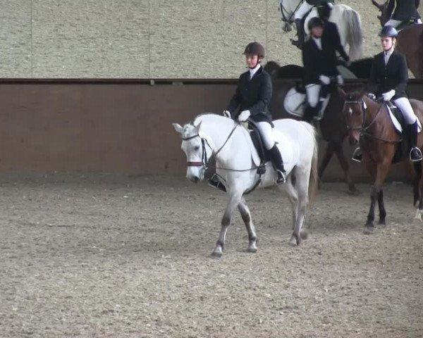Pferd Woodstock 246 (Deutsches Reitpony, 1999, von Wortley Magic)