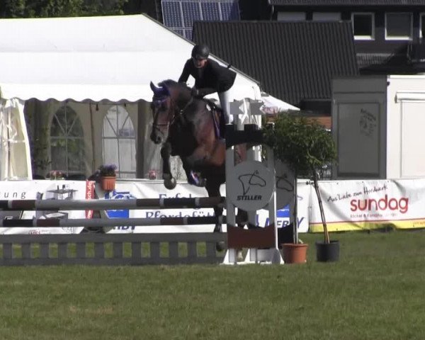 jumper Pulchritudo (Westphalian, 1996, from Primero)