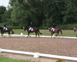 dressage horse Baileys 69 (Westphalian, 2005, from Belissimo NRW)